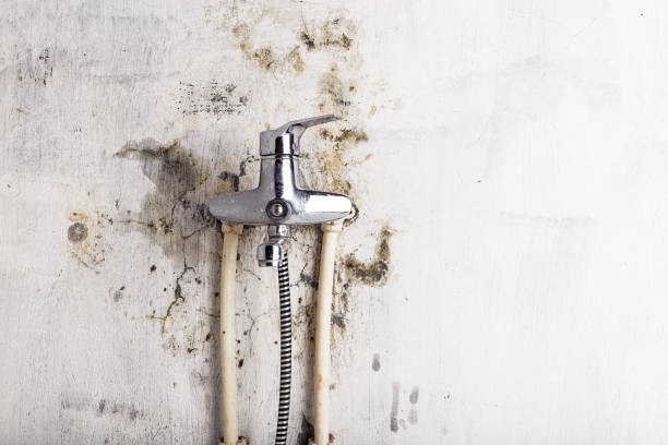 Best White Mold Remediation in Morrisville, NY
