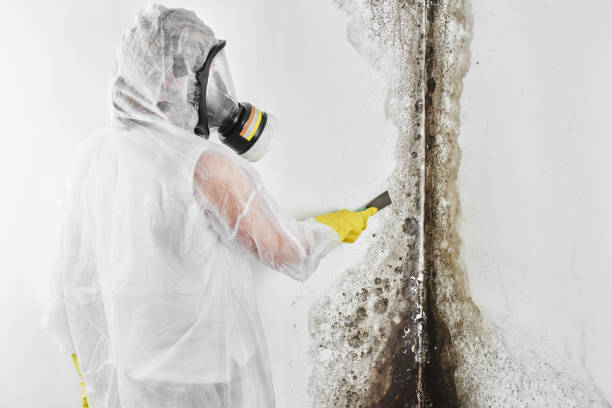 Best HVAC Mold Remediation in Morrisville, NY