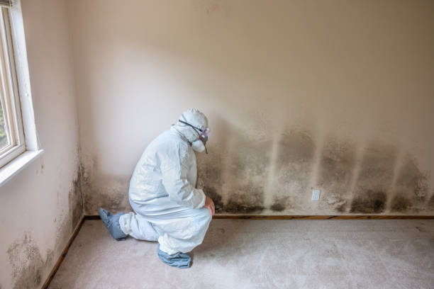 Morrisville, NY Mold Remediation Company