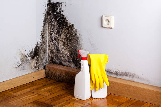 Best Insurance-Related Mold Remediation in Morrisville, NY